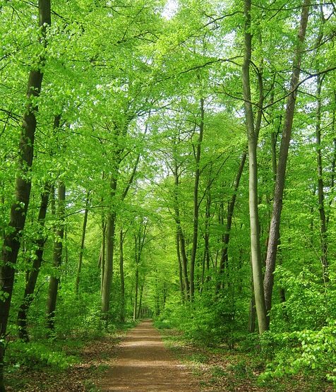 Balade en foret - Association les Sentiers de Soie